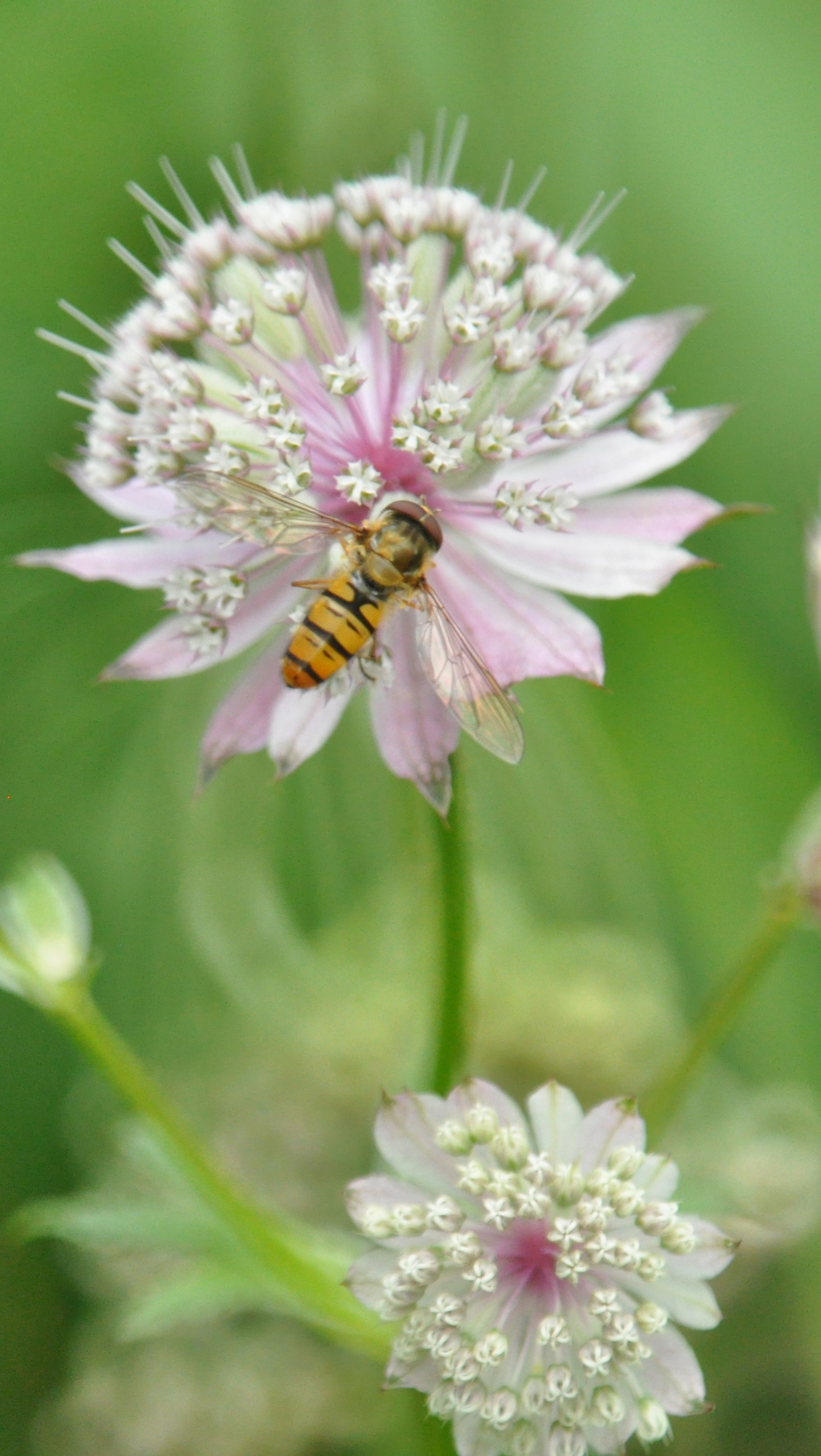 Astrantia major - Episyrphus balteatus