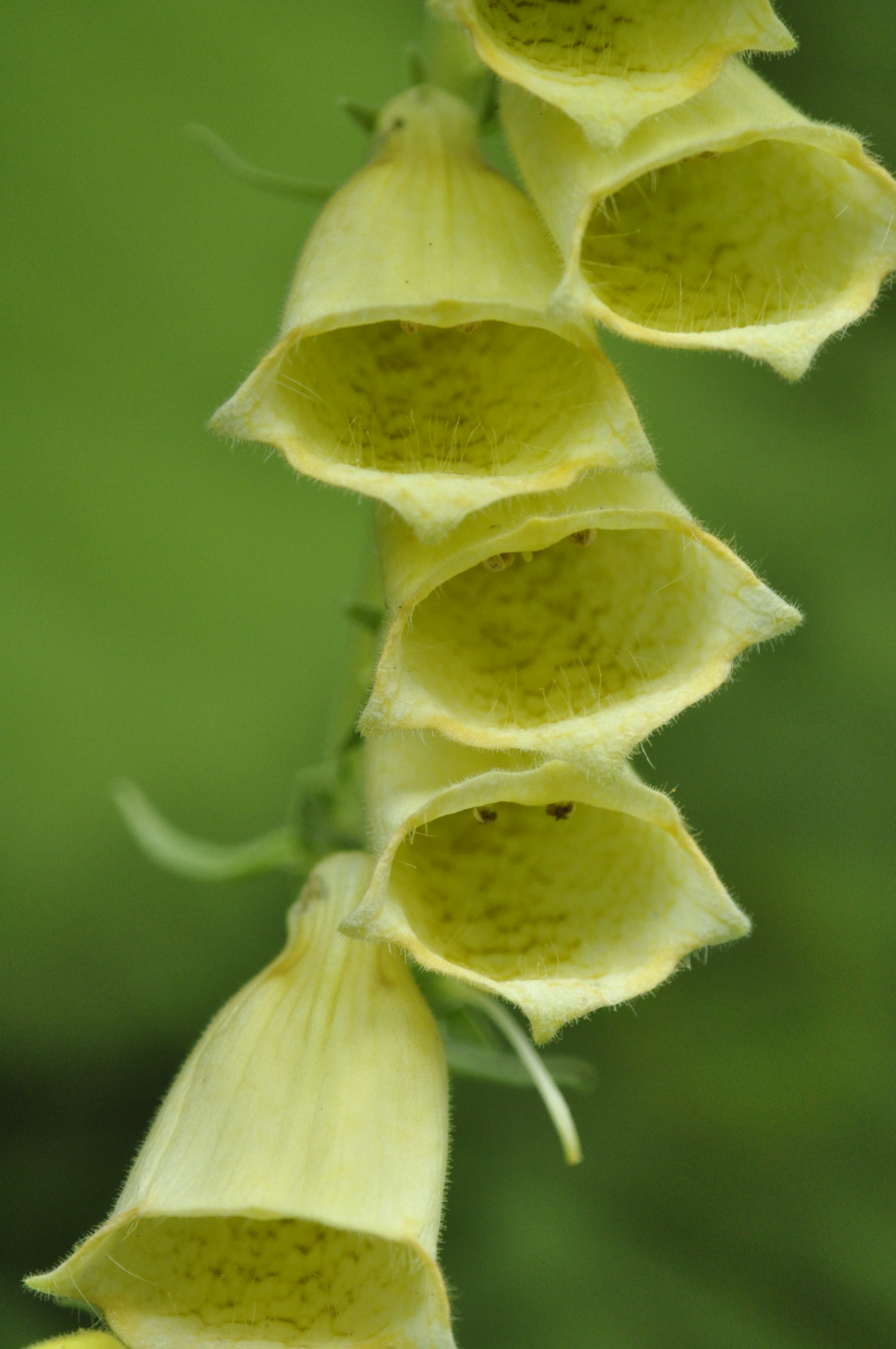 Digitalis grandiflora