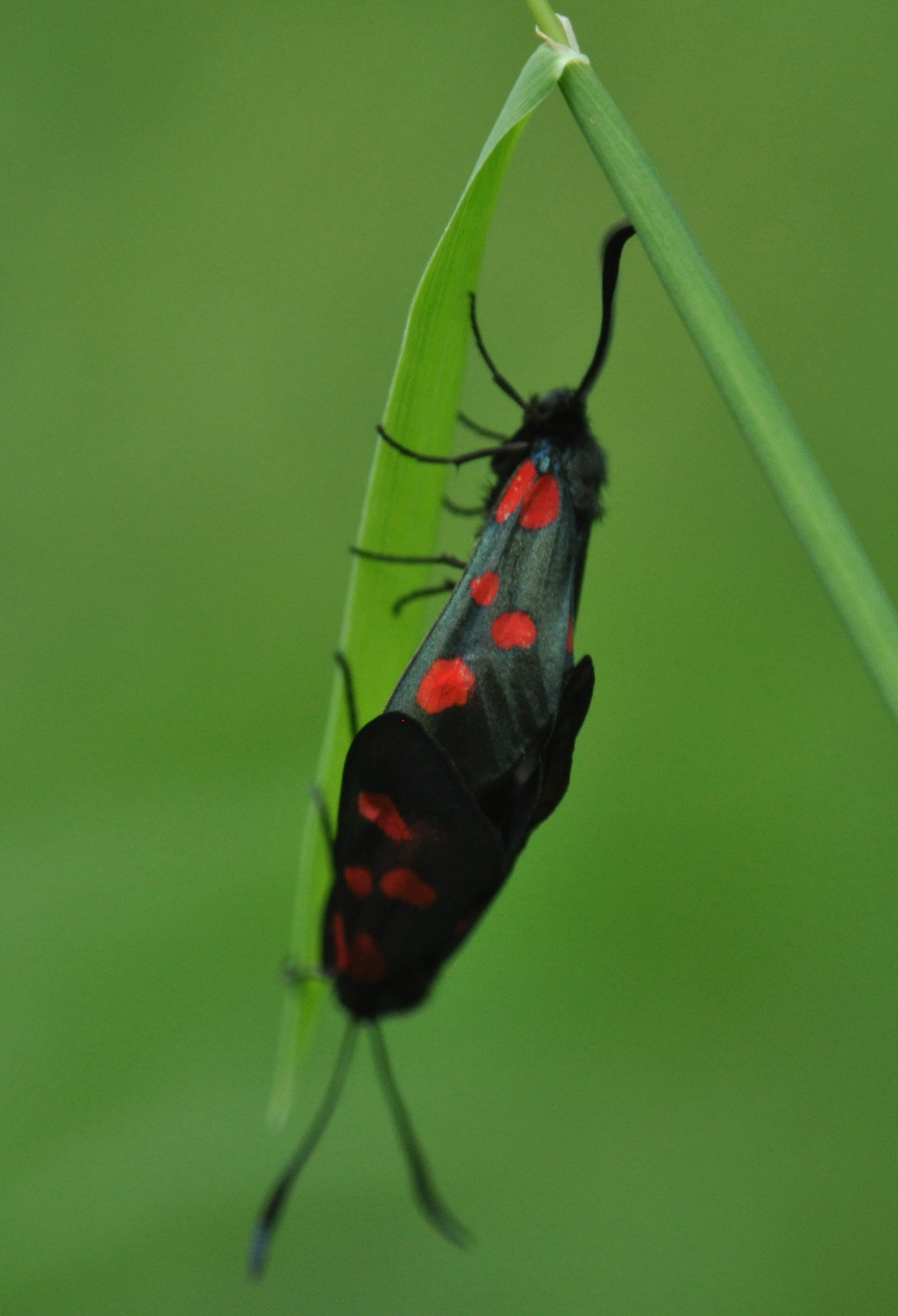 Zygaena filipendulae _ 01