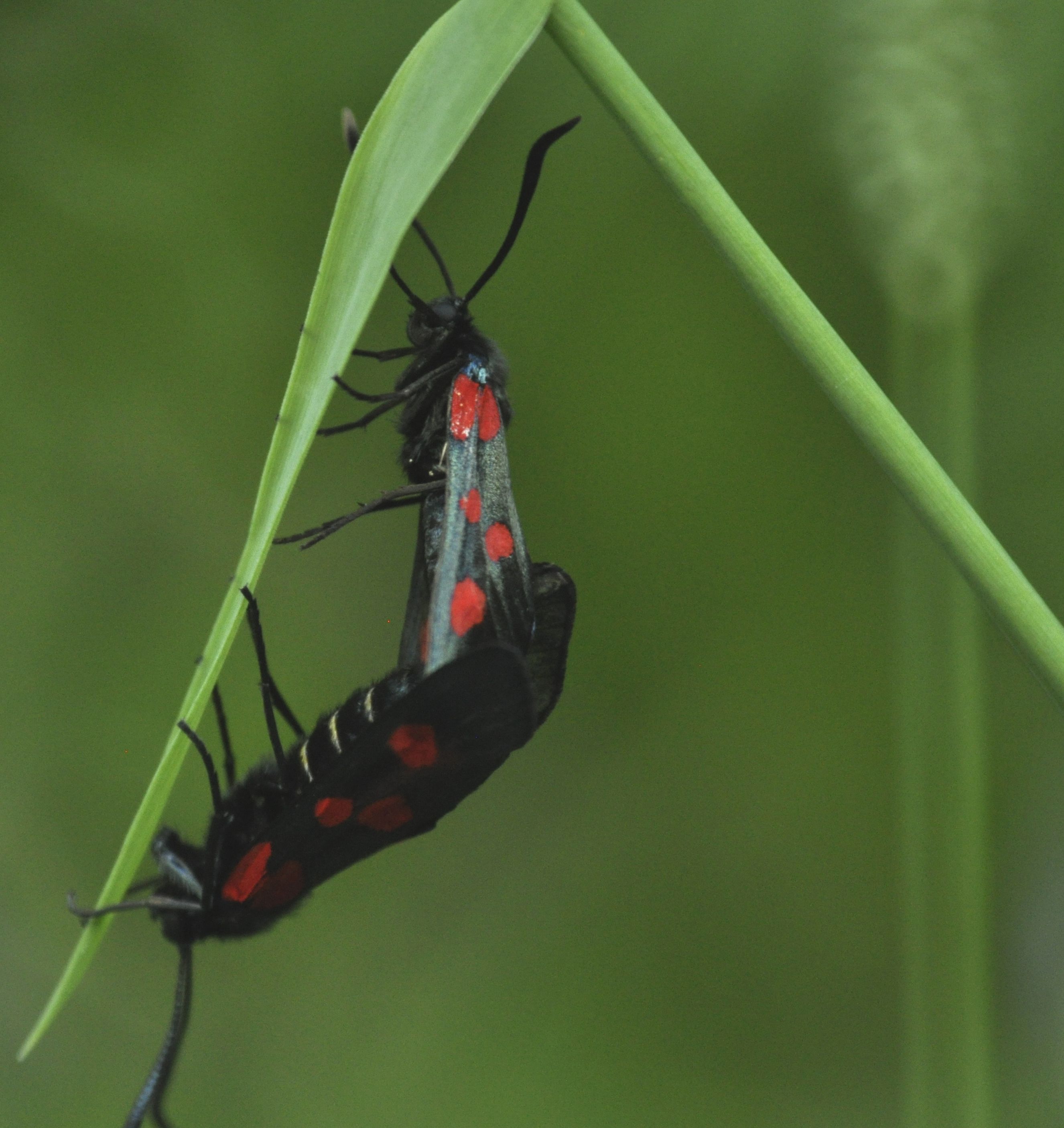 Zygaena filipendulae _ p02