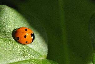 _DSC0731 jpg